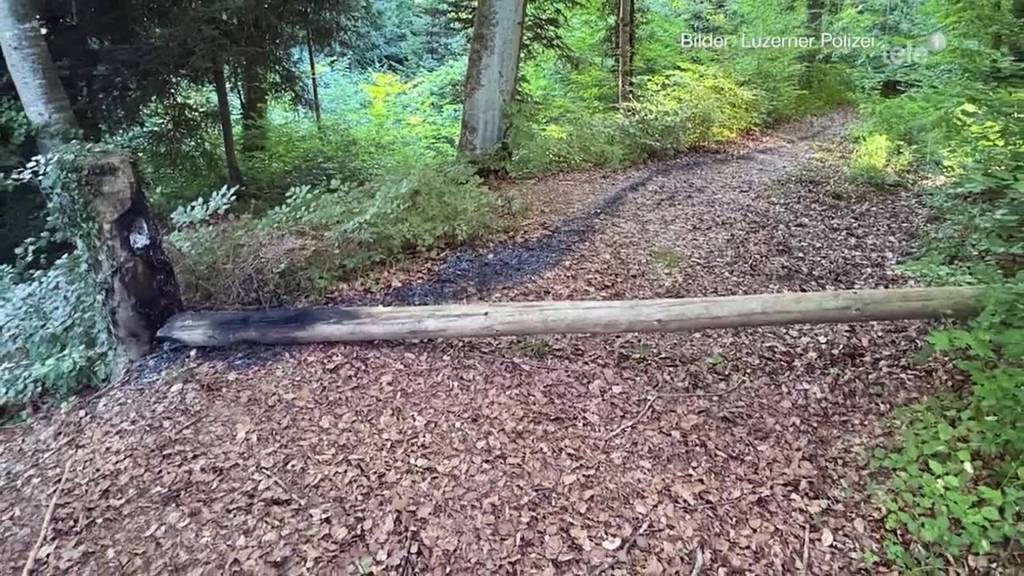 Unbekannte zünden Baum in Geuensee an
