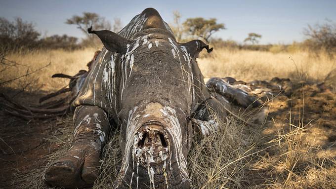 Weniger Nashörner werden in Südafrika getötet