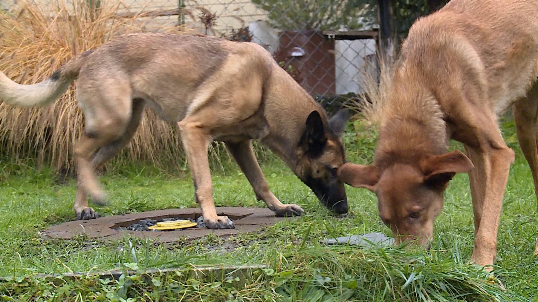 Zwischenstopp für Hunde