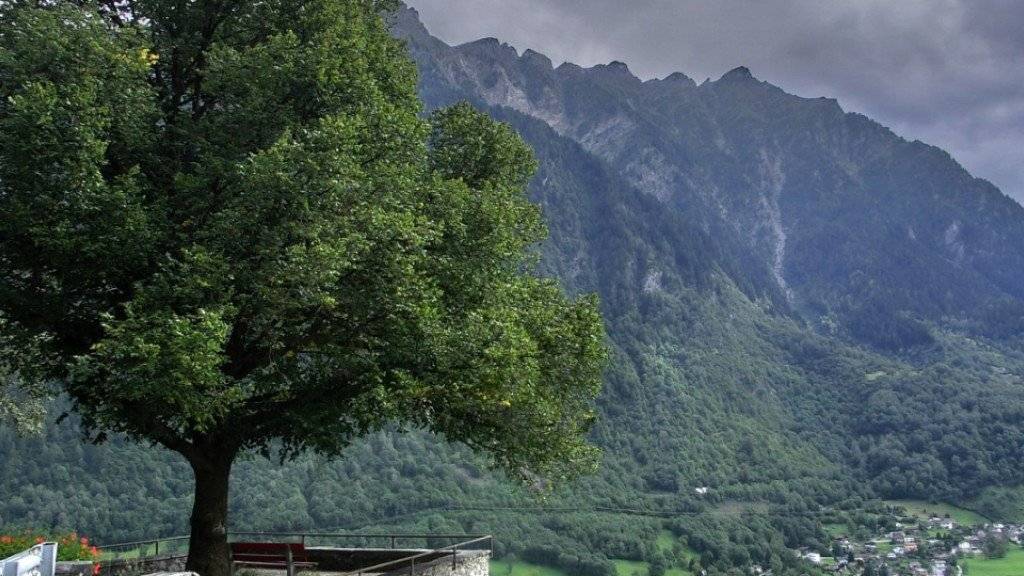 Auf diesem Lindenbaum im Tessin wurde das neue Moos erstmals in der Schweiz entdeckt.