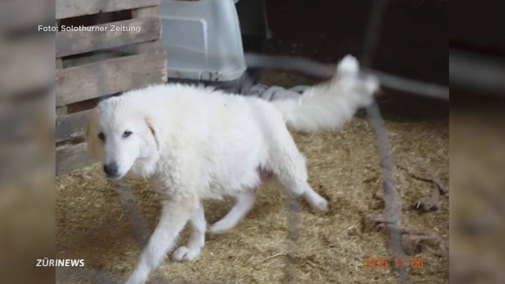 Fall Ramiswil: Behörden töteten zu viele Hunde