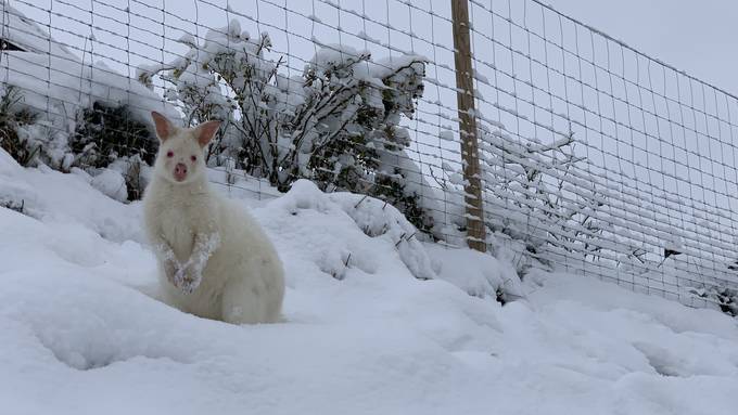 Adrian Sommer mit Snowy