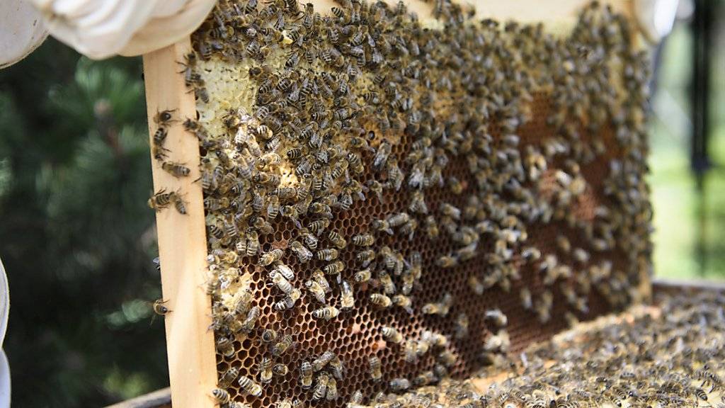 Waren Bienen mit einem für sie gesundheitsschädlichen Insektizid in Kontakt? Das ist für Imker oft erst zu erkennen, wenn es zu spät ist. Forschende arbeiten daher an einem Früherkennungstest. (Archivbild)