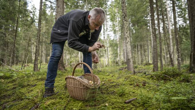 «Mit Glück findet man jetzt schon Pilze im Zürcher Stadtwald»