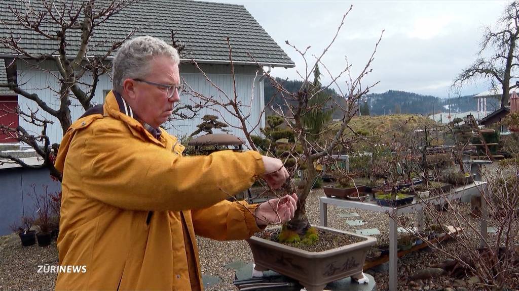 Freche Diebe: Bonsai-Baum wird im Zürcher Oberland aus Garten gestohlen