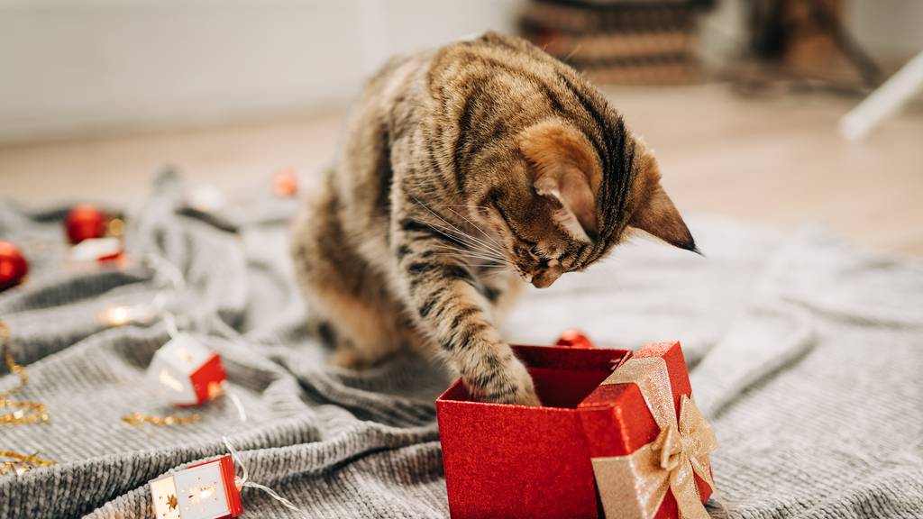 Geschenke für Haustiere: «Kunden packen das Gekaufte sogar ein»