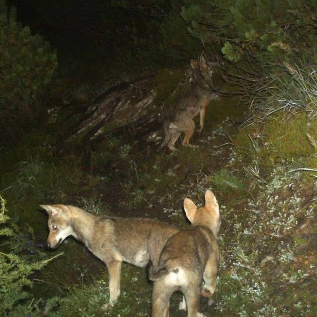 Wolfsabschuss: WWF reicht Beschwerde ein