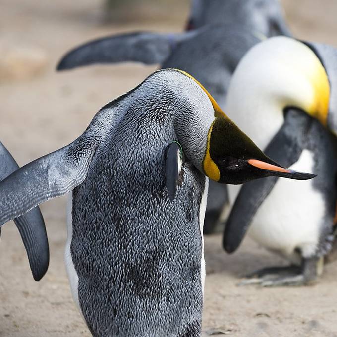 Kanadischer Zoo bringt Pinguine ins Warme