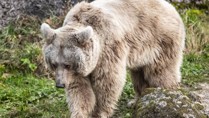Warum dicke Bären keine Herz-Kreislaufprobleme bekommen