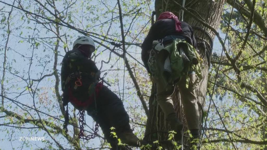 Waldbesetzer in Rümlang: Polizei lässt sie gewähren