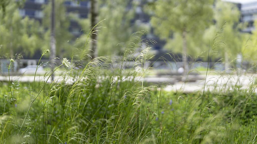 300 Bäume mehr: Massnahmen für mehr Grün und weniger Hitze laufen