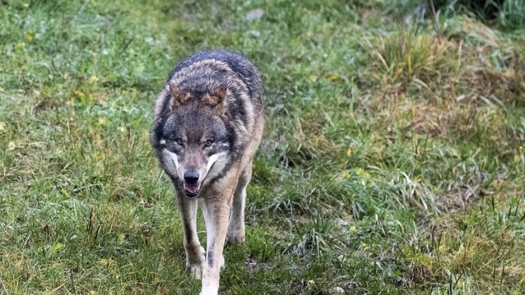 Im Kanton Wallis erlegte die Wildhut einen Wolf. Im Bild ein Exemplar des Raubtiers in einem Tierpark. (Symbolbild)
