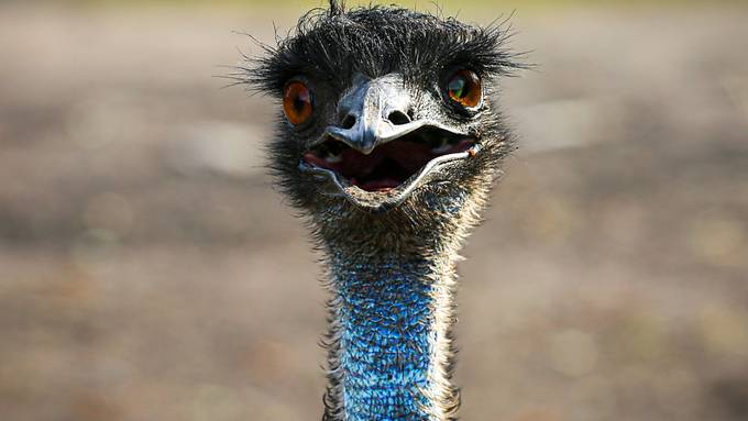Aggressiver Emu nach Flucht aus Gehege in Thüringen erschossen
