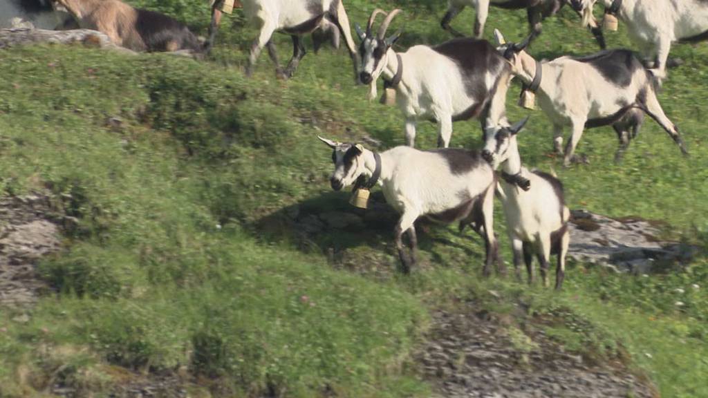 Übergriffe auf Ziegen im Kanton Uri