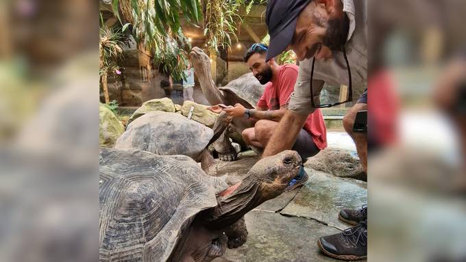 Rettung vom Schwarzmarkt: Schildkröte findet neues Zuhause in Zürich