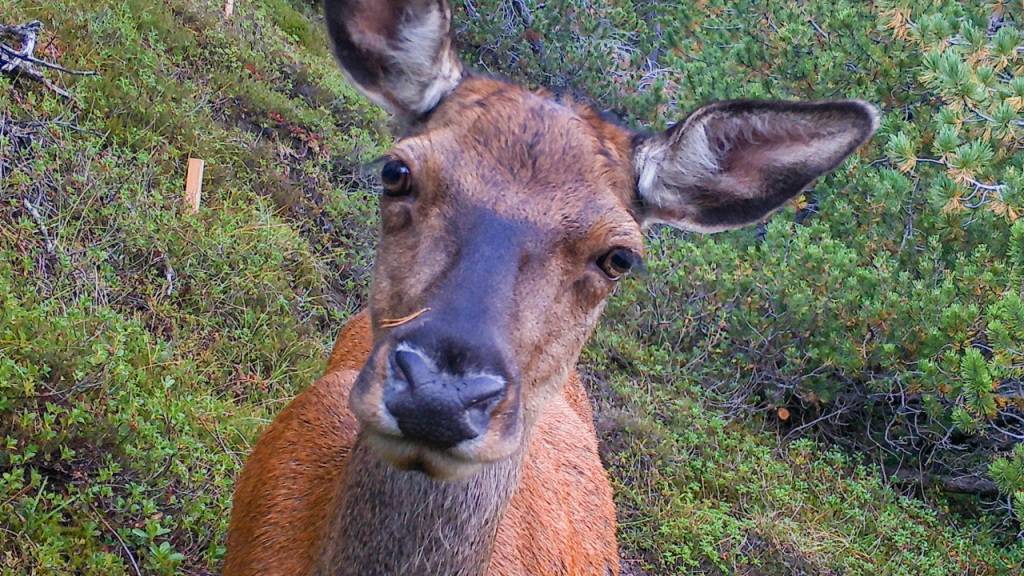 Ein Reh tappt im Schweizerischen Nationalpark in eine Fotofalle. Künstliche Intelligenz soll künftig die Tiere auf den Fotofallen erkennen.