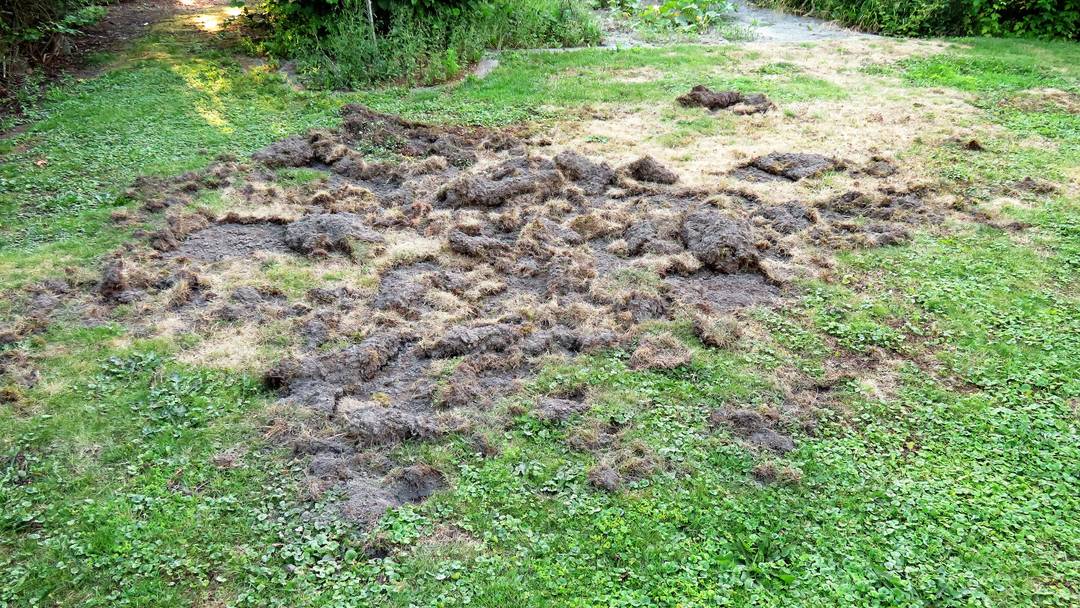 Wildschwein Uber Nacht Zu Besuch Im Giriz Lebern Bucheggberg