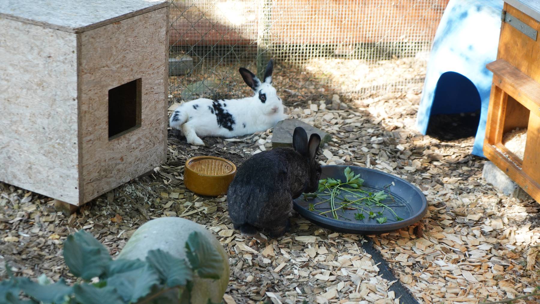 Sylvia & Niaro