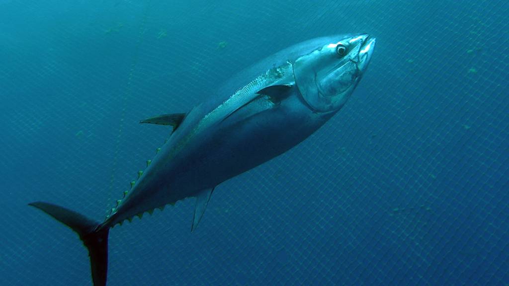 Ein Blauflossen-Thunfisch in einem Netzgehege im Mittelmeer vor Malta. (Archivbild)
