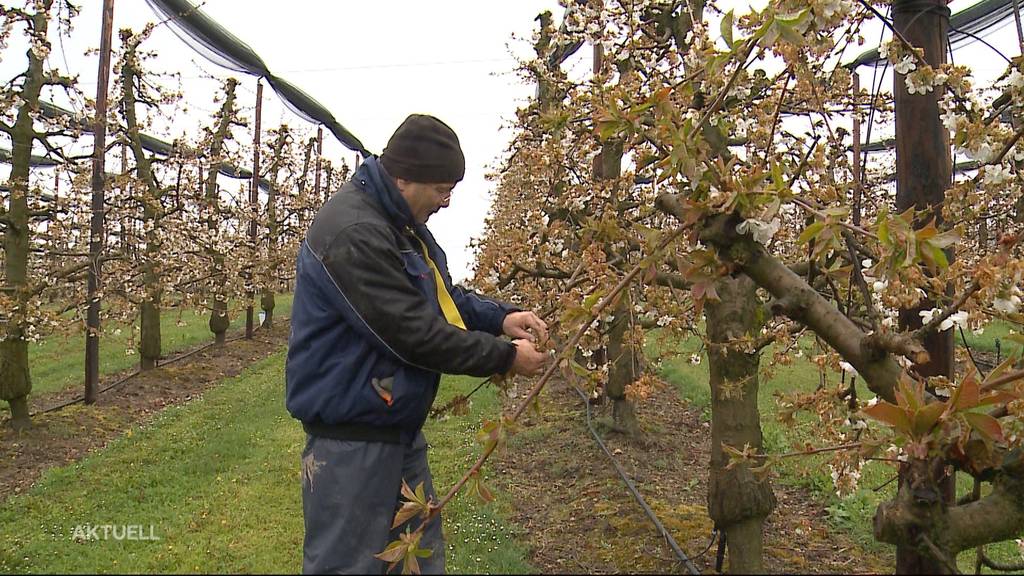 Weitere Frostnächte stehen uns bevor: Obstbauern müssen zittern