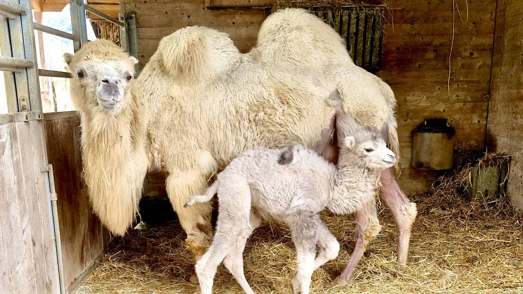 Im Video: So herzig ist das neue Kamelbaby in Knies Kinderzoo