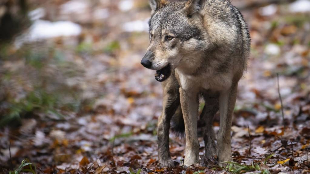 Uri gibt im Meiental Wolf zum Abschuss frei