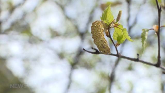 Horrorwoche für Allergiker im Anmarsch