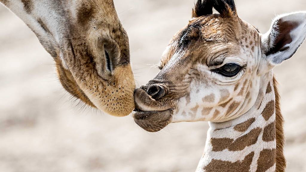 Die Sozialstruktur von Giraffen in Afrika ist neuen Erkenntnissen zufolge komplexer als bisher angenommen. (Archivbild)