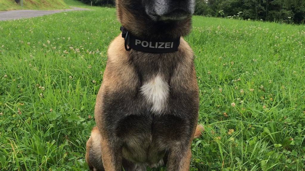 Zug: Dank Polizeihund drei Einbrecher verhaftet