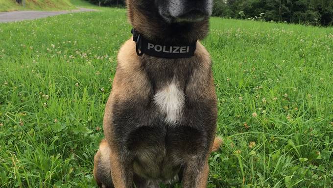 Zug: Dank Polizeihund drei Einbrecher verhaftet