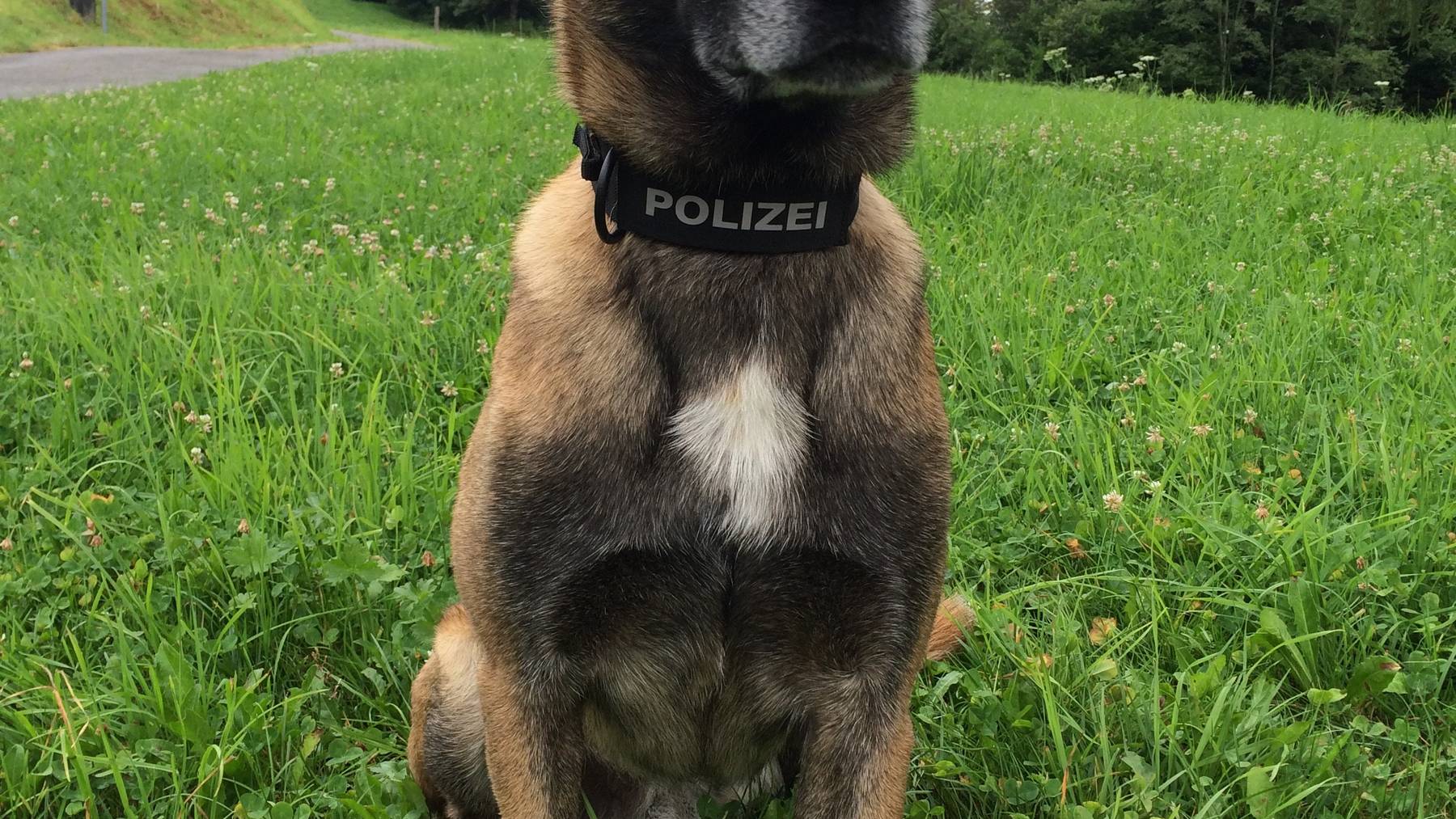 Zug: Dank Polizeihund drei Einbrecher verhaftet