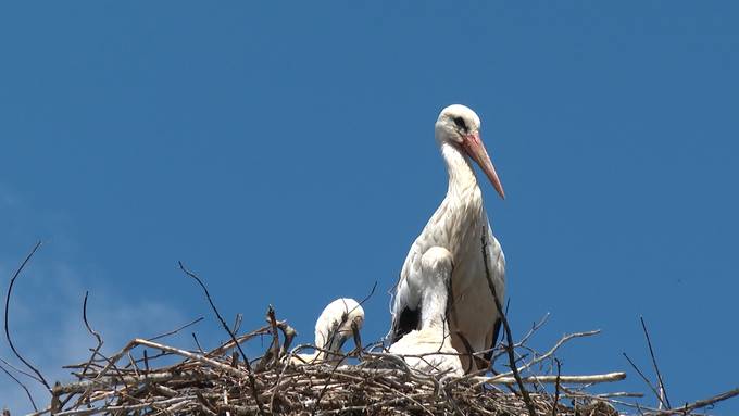 Kanton Aargau: So viele Storchenbabys wie noch nie