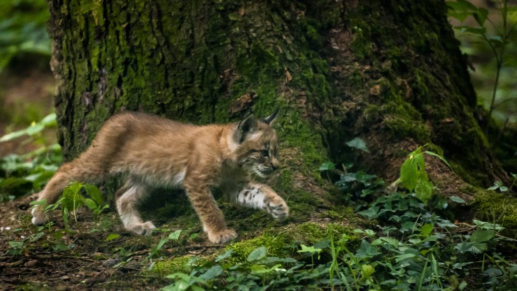 Luchse breiten sich zunehmend im Mittelland aus. (Archivbild)