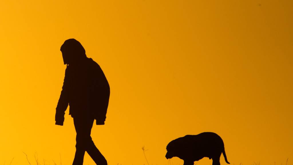 Hunde haben ein feines Gespür für das menschliche Miteinander, wie eine neue Studie beweist. (Symbolbild)