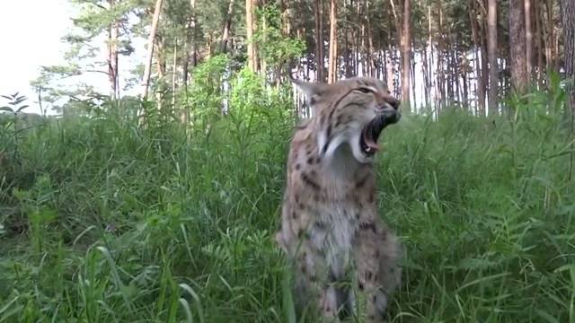 Luchs tappt in Fotofalle