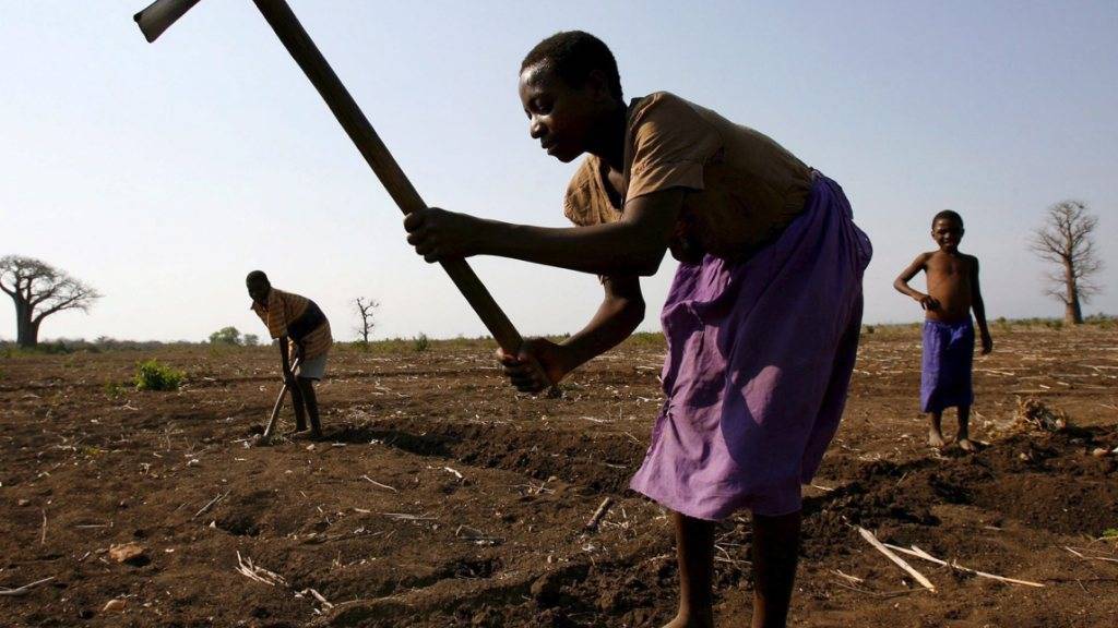 Der Verlust von Phosphor in den Böden Afrikas ist besonders hoch - für die Landwirtschaft ist dieses Element jedoch unentbehrlich.