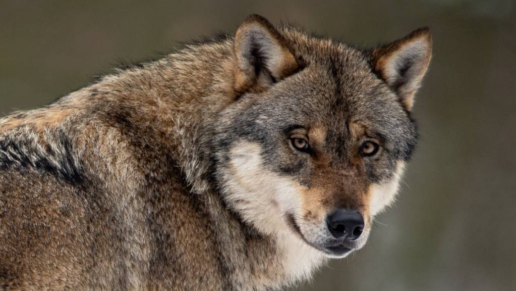 Der Wolf wird in Deutschland zunehmend auch in den Grossstädten gesichtet. (Archivbild)