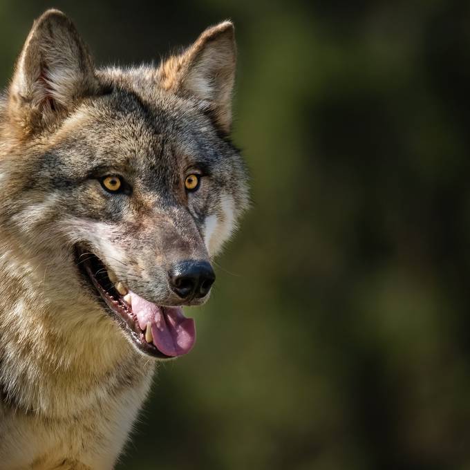 Drei verletzte Ziegen: Behörden schliessen Wolf als Verursacher aus