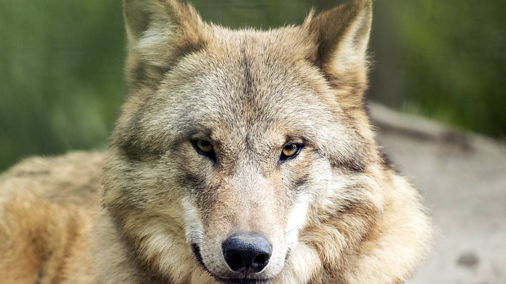 Ein Wolf im Zoo Zürich.