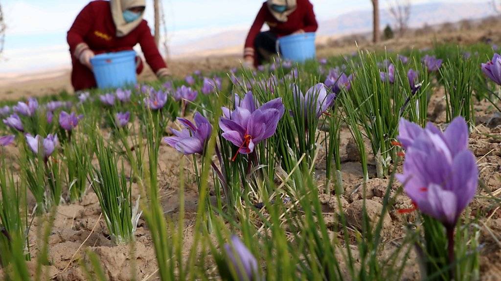 Safran-Ernte in Afghanistan. Forscher untersuchen, ob bestimmte Bakterien die Zwiebeln der Pflanzen vor Fäulnis schützen können. (Themenbild)