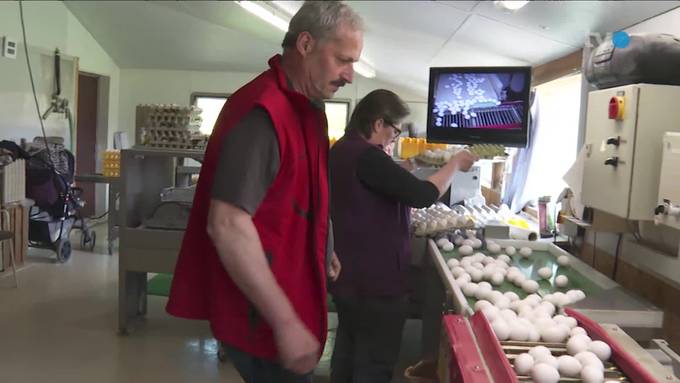 Ostschweizer Eierproduzenten werden überrannt