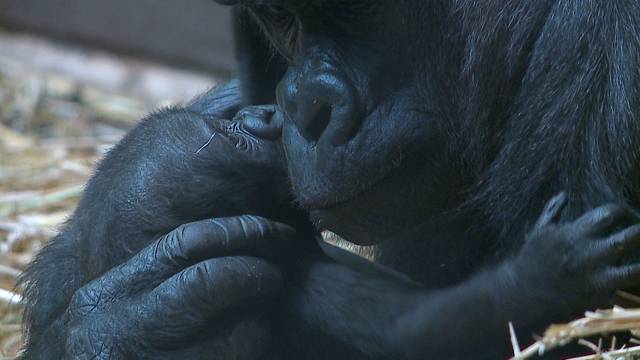 Älteste Gorilla-Dame tot: Zoo Zürich schläfert 41-jährige Mamitu ein