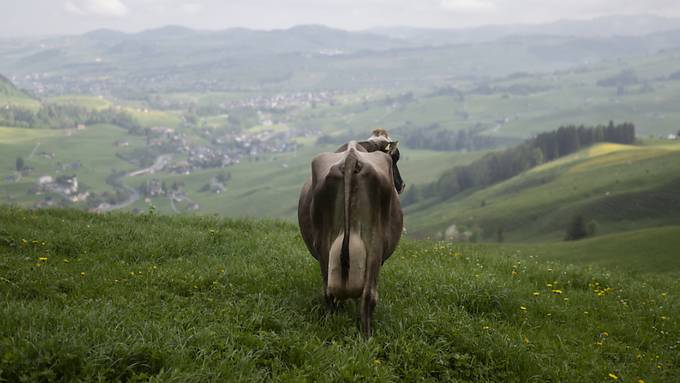 Gute Alpsaison in der Schweiz – trotz grossem Wassermangel