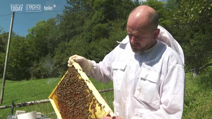 Mieses Wetter macht Honig-Ernte zunichte