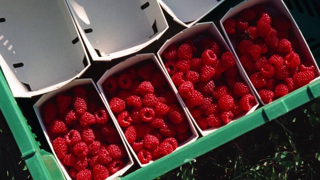 Die Beerensaison ist in vollem Gang: Schätzungsweise 2411 Tonnen Himbeeren sollen dieses Jahr geerntet werden, schrieb der Schweizer Obstverband. (Archivbild)