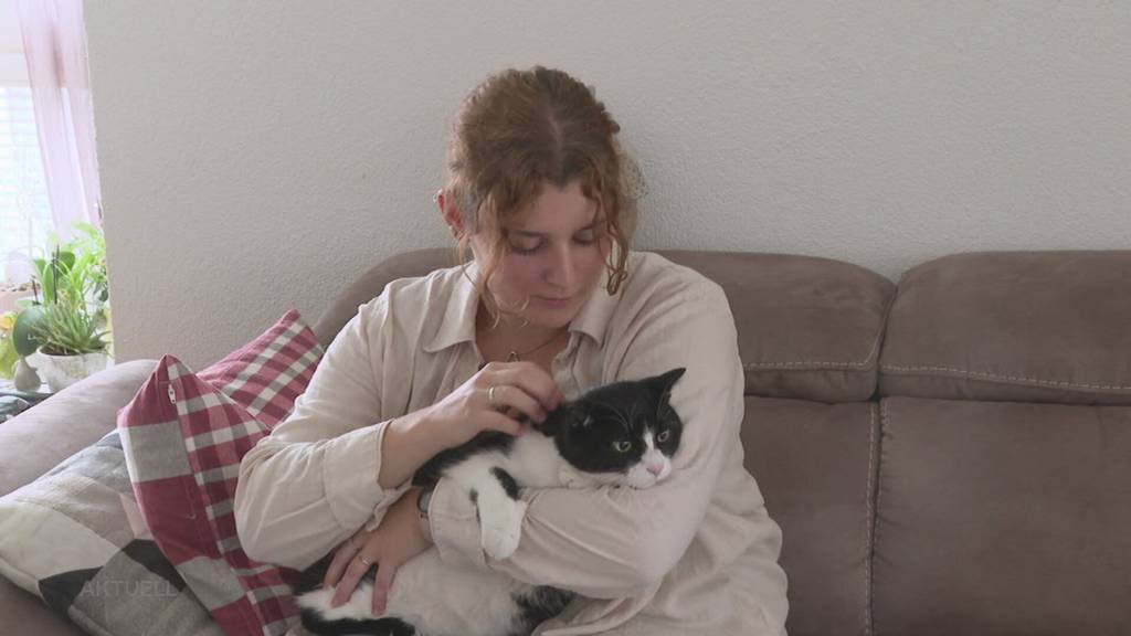 Reisefreudig? Kater Sancho verschwindet in Seon, Polizei entdeckt ihn am Flughafen Zürich