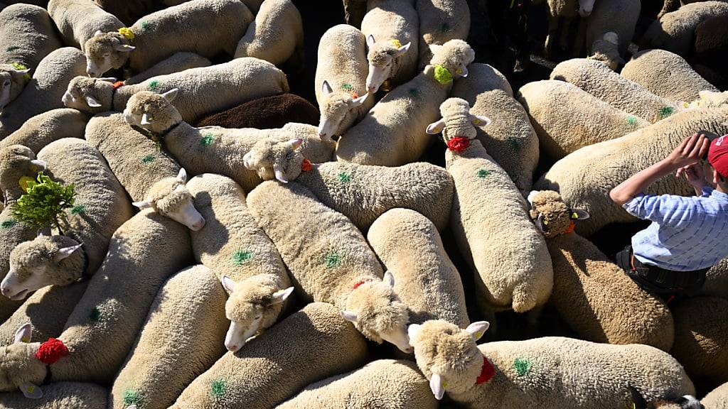 Am 1. Oktober beginnt die schweizweite Bekämpfung der Moderhinke.