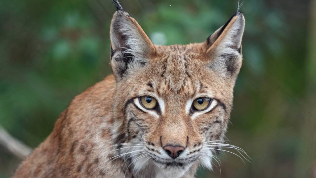 Wildtierschutz will Luchs-Ansiedlungsstopp in Graubünden anfechten