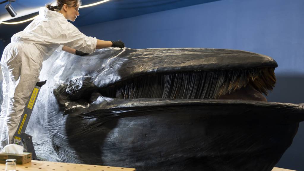 Bevor er umzieht, wird der Wal des Naturhistorischen Museums Freiburg noch flott gemacht.
