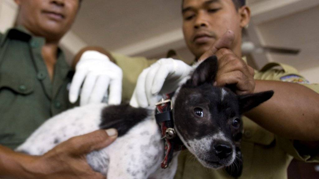 In mehreren asiatischen Ländern wie etwa Indonesien werden Hunde gegen Tollwut geimpft. (Archivbild)